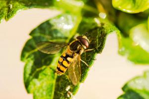 hover-fly-1672677 1920